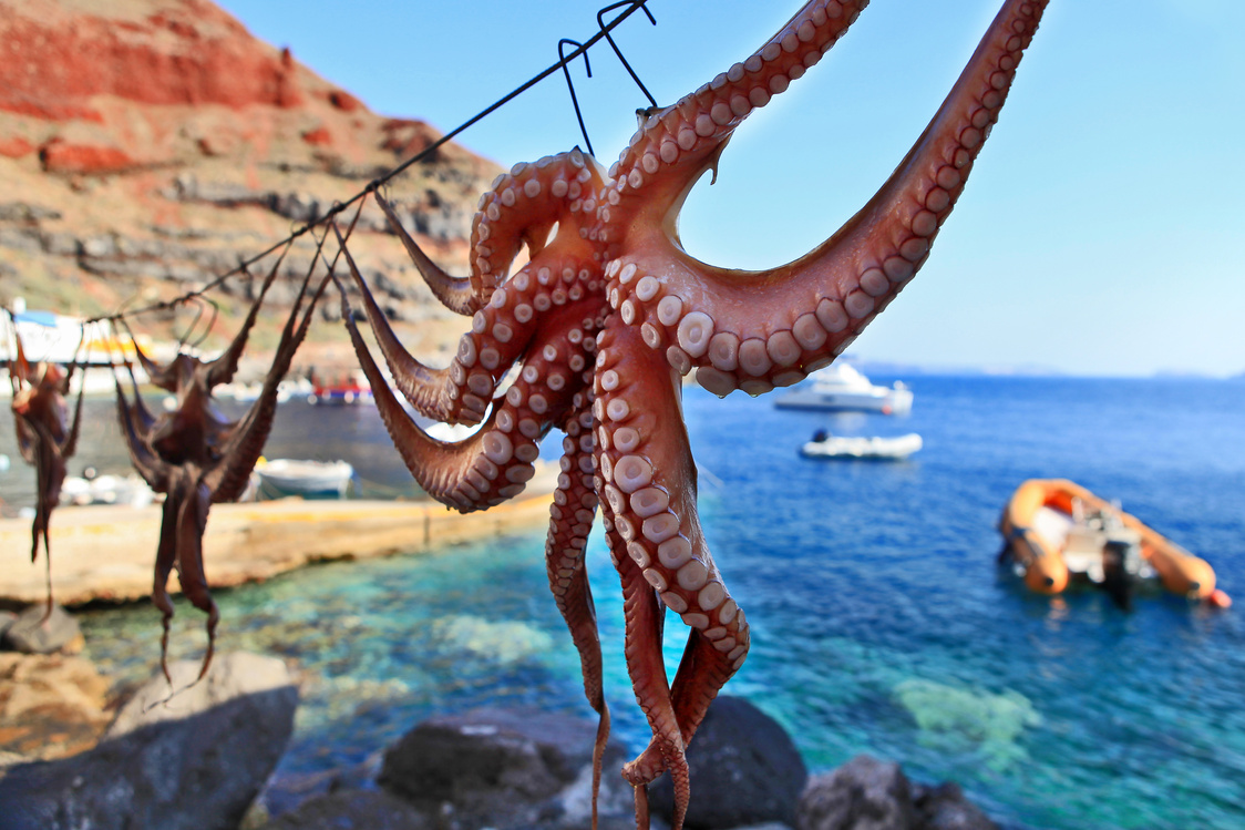 Traditional greek food Octopus drying in the sun.